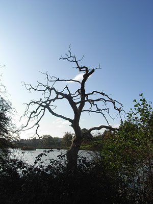Lake at Eastnor Park