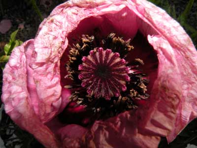 'Pink Poppy,' Churchdown, 11-6-09