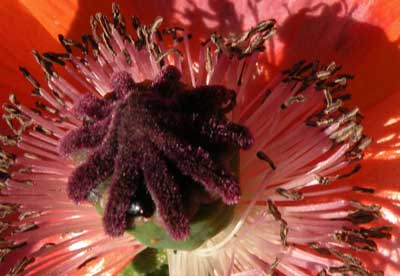 'Poppy Centre,' Churchdown, 11-6-09