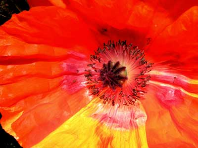 'Shocking Orange,' Churchdown, 11-6-09